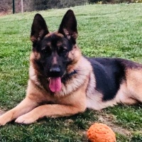 Alman Çoban Köpeği, Köpek  Hera fotoğrafı