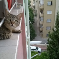 Tekir Kedi, Kedi  Bücür Mınış fotoğrafı