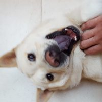 Akita İnu, Köpek  Treu fotoğrafı