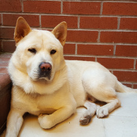 Akita İnu, Köpek  Treu fotoğrafı