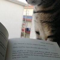 Tekir Kedi, Kedi  Ninnoş fotoğrafı