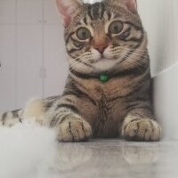 Tekir Kedi, Kedi  Ninnoş fotoğrafı