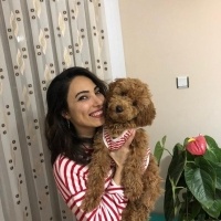 Poodle (Minyatür Kaniş), Köpek  FINDIK fotoğrafı