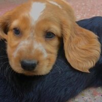 İngiliz Cocker Spaniel, Köpek  Romeo fotoğrafı