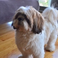 Shih Tzu, Köpek  Bufy fotoğrafı