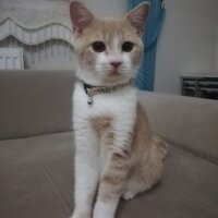 British Shorthair, Kedi  KÖPÜK fotoğrafı