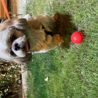 Shih Tzu, Köpek  Badem fotoğrafı