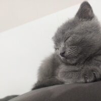 Scottish Fold, Kedi  Leyla fotoğrafı