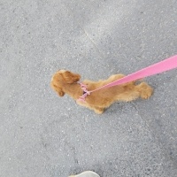 Amerikan Cocker Spaniel, Köpek  Hera fotoğrafı