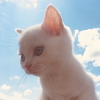 British Shorthair, Kedi  Gülbeşeker fotoğrafı