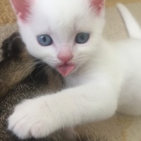 British Shorthair, Kedi  Gülbeşeker fotoğrafı