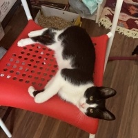 Tuxedo (Smokin) Kedi, Kedi  Gündüz fotoğrafı