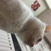 Sarman, Kedi  Minnoş fotoğrafı