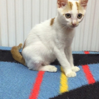Sarman, Kedi  Minnoş fotoğrafı