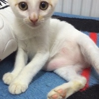 Sarman, Kedi  Minnoş fotoğrafı