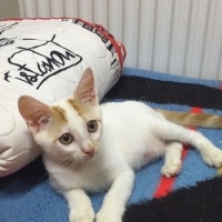 Sarman, Kedi  Minnoş fotoğrafı
