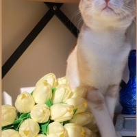 Tekir Kedi, Kedi  Çiko fotoğrafı