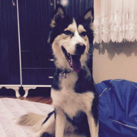 Sibirya Kurdu (Husky), Köpek  Lucy fotoğrafı