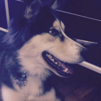 Sibirya Kurdu (Husky), Köpek  Lucy fotoğrafı
