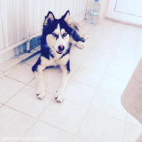Sibirya Kurdu (Husky), Köpek  Lucy fotoğrafı