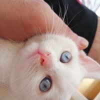 British Shorthair, Kedi  Tavşan fotoğrafı