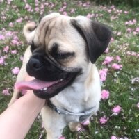 Pug, Köpek  Leo fotoğrafı