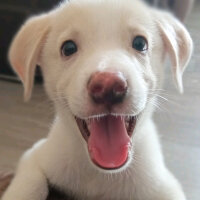 Labrador Retriever, Köpek  Küncüt fotoğrafı