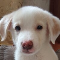 Labrador Retriever, Köpek  Küncüt fotoğrafı