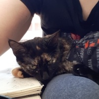 Tekir Kedi, Kedi  Sufle fotoğrafı