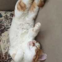 Sarman, Kedi  Kıtır fotoğrafı