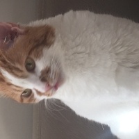 Sarman, Kedi  Kıtır fotoğrafı
