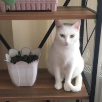 Sarman, Kedi  Kıtır fotoğrafı