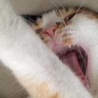 Sarman, Kedi  Kıtır fotoğrafı