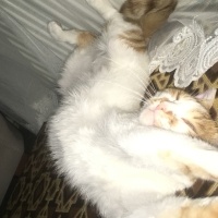 Sarman, Kedi  Kıtır fotoğrafı