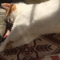 Sarman, Kedi  Kıtır fotoğrafı