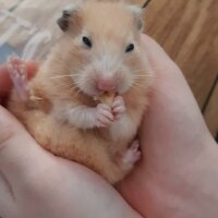 Hamster, Kemirgen  Nini fotoğrafı