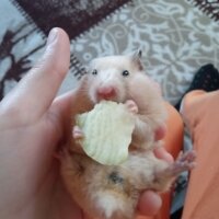 Hamster, Kemirgen  Nini fotoğrafı