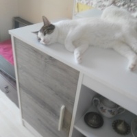 Tekir Kedi, Kedi  kızım fotoğrafı