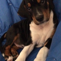 Beagle, Köpek  Jasper fotoğrafı