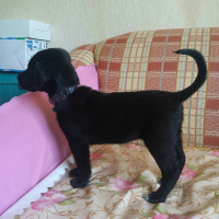 Labrador Retriever, Köpek  Zeytin fotoğrafı