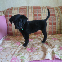 Labrador Retriever, Köpek  Zeytin fotoğrafı