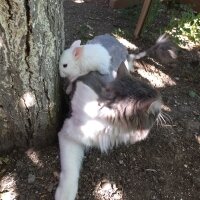 Norwegian Forest, Kedi  DUMAN fotoğrafı