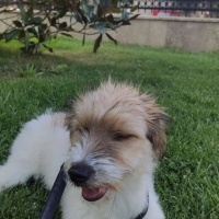 Jack Russell Terrier, Köpek  pamuk fotoğrafı