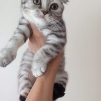 Scottish Fold, Kedi  Luna fotoğrafı