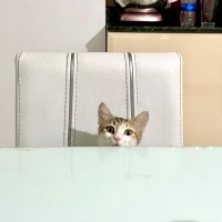 Tekir Kedi, Kedi  Bisküvi fotoğrafı