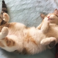 Tekir Kedi, Kedi  Bisküvi fotoğrafı