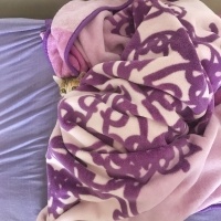 Tekir Kedi, Kedi  Bisküvi fotoğrafı