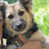 Sokö (Sokak Köpeği), Köpek  Maskot fotoğrafı