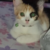 Tekir Kedi, Kedi  Mia fotoğrafı