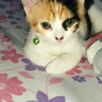 Tekir Kedi, Kedi  Mia fotoğrafı